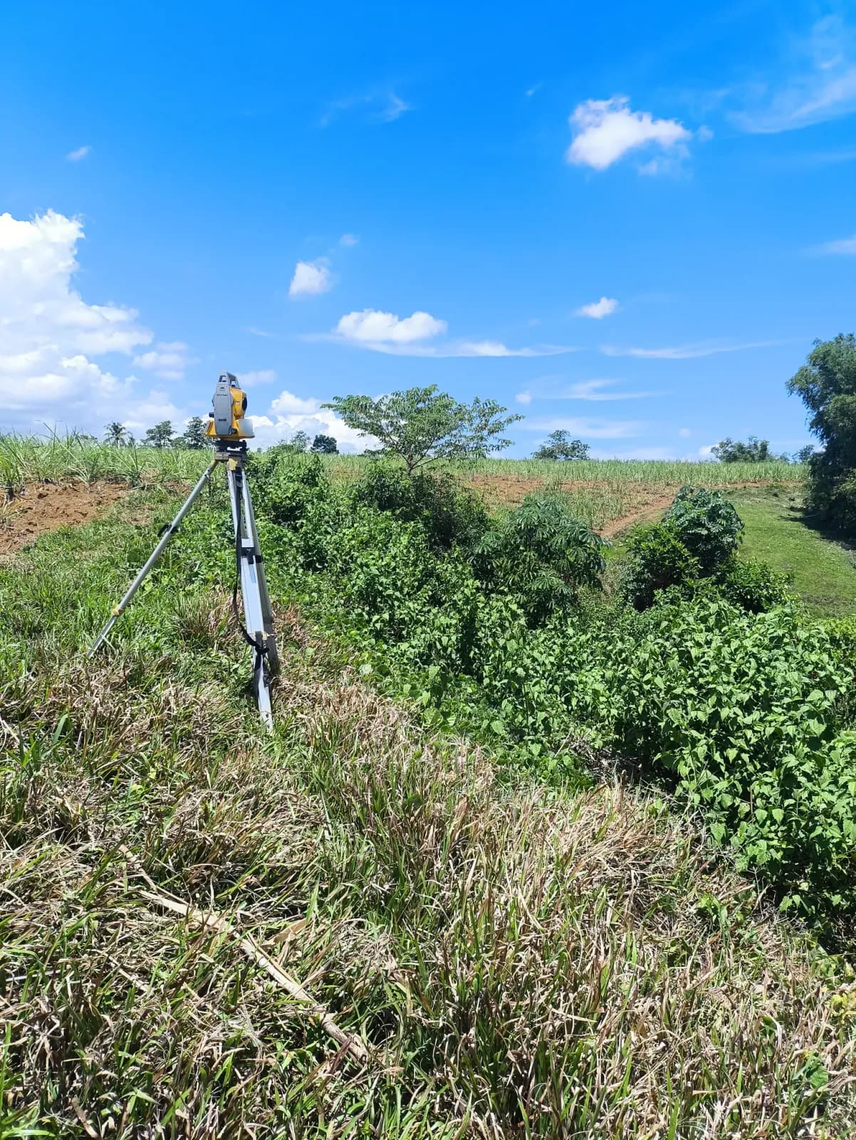 Tripod-mounted total station on a grassy slope above dense leafy ground cover, with trees and rows of crops on higher ground