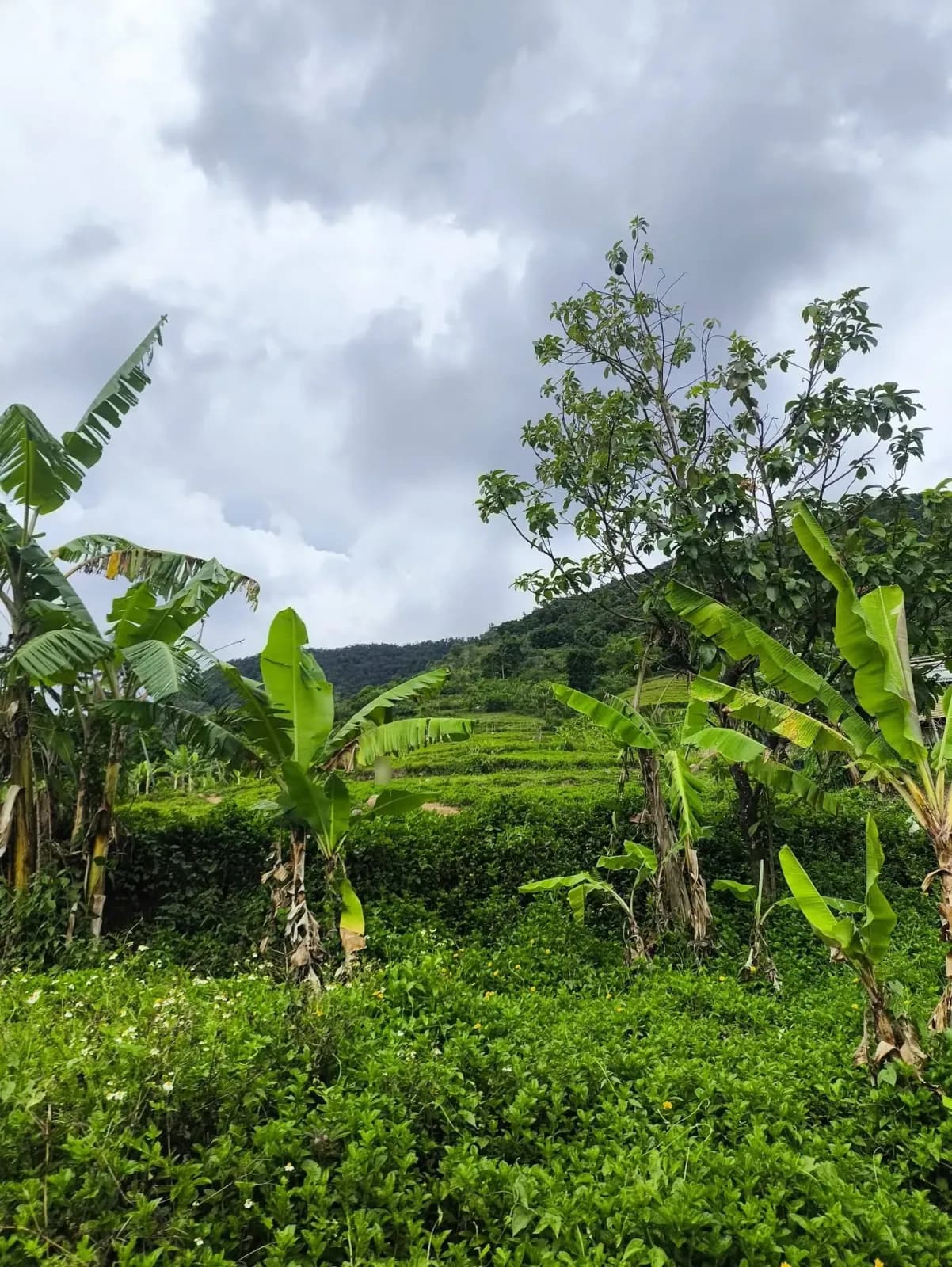 Banana plants and dense ground cover on a green hillside, with a wooded ridge and heavy clouds above
