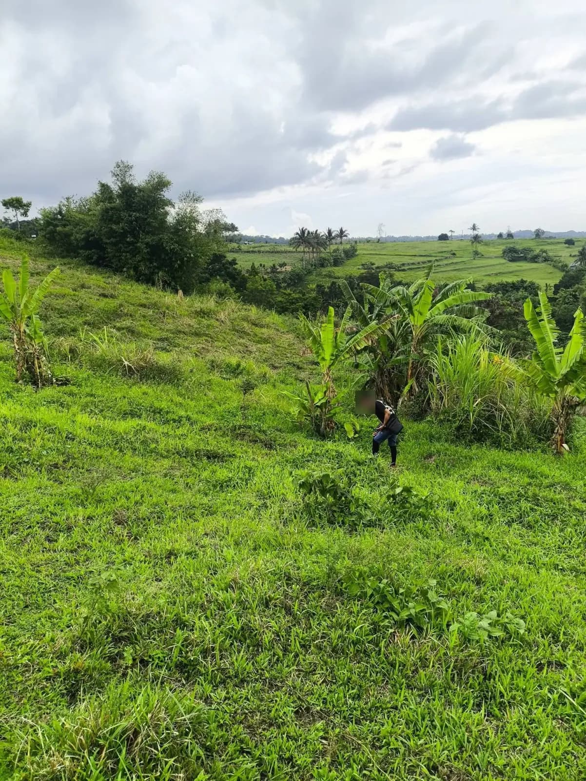 A person crossing a grassy slope beside banana plants, with open fields and palm trees in the distance