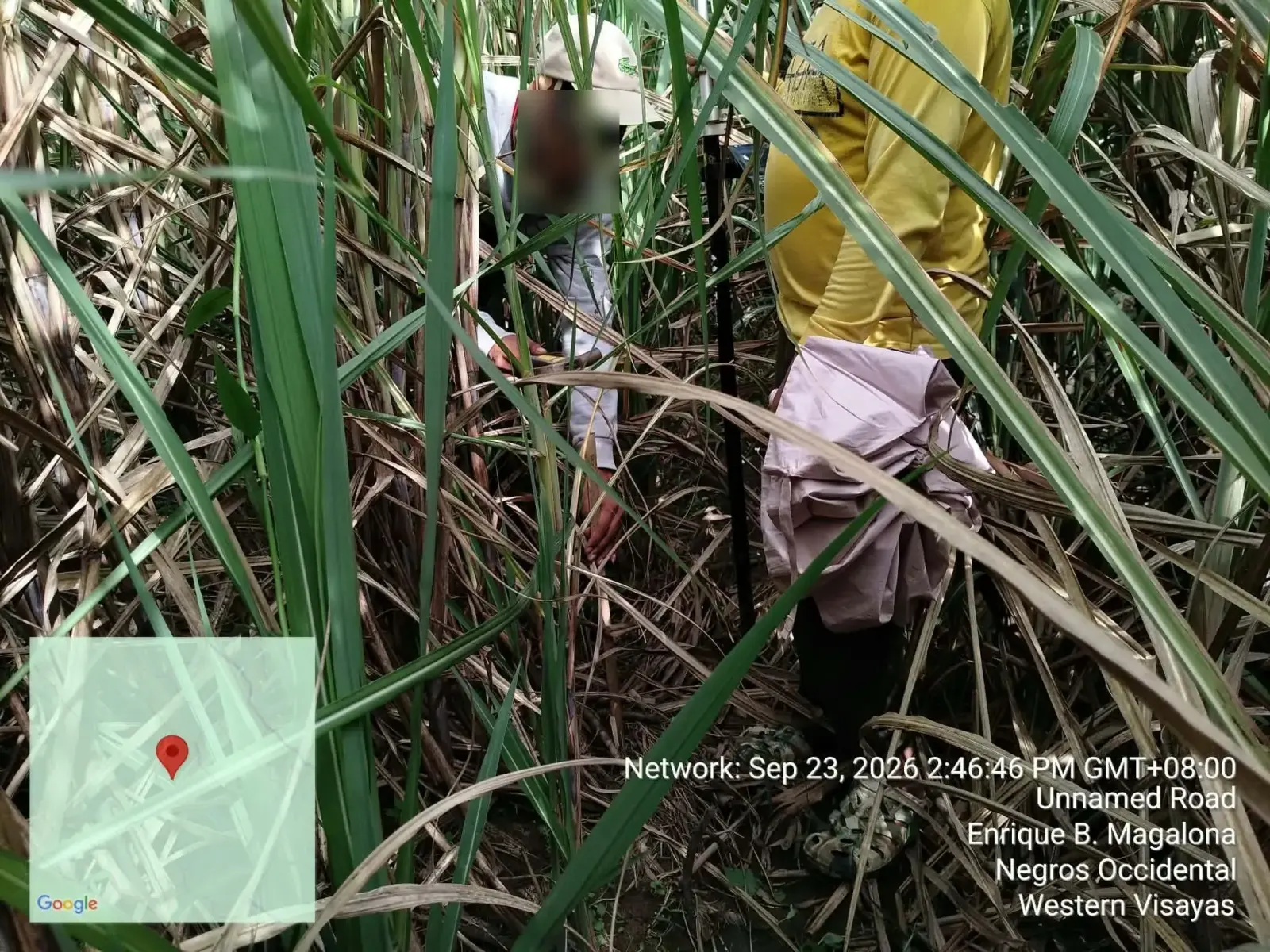 Field crew working around a survey pole among tall grass during relocation survey fieldwork