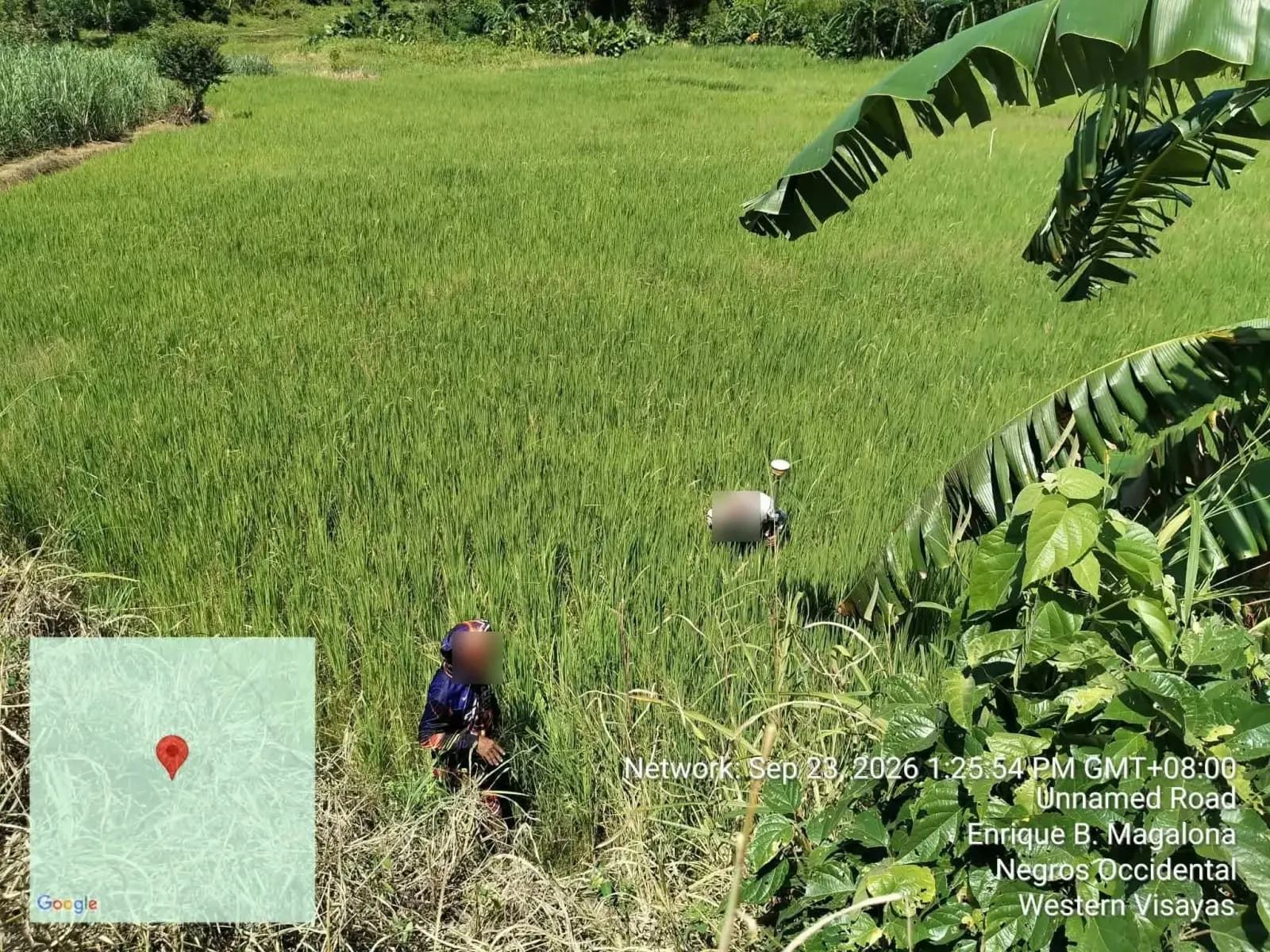 Elevated view of field crew and GNSS pole among rice plants in E. B. Magalona