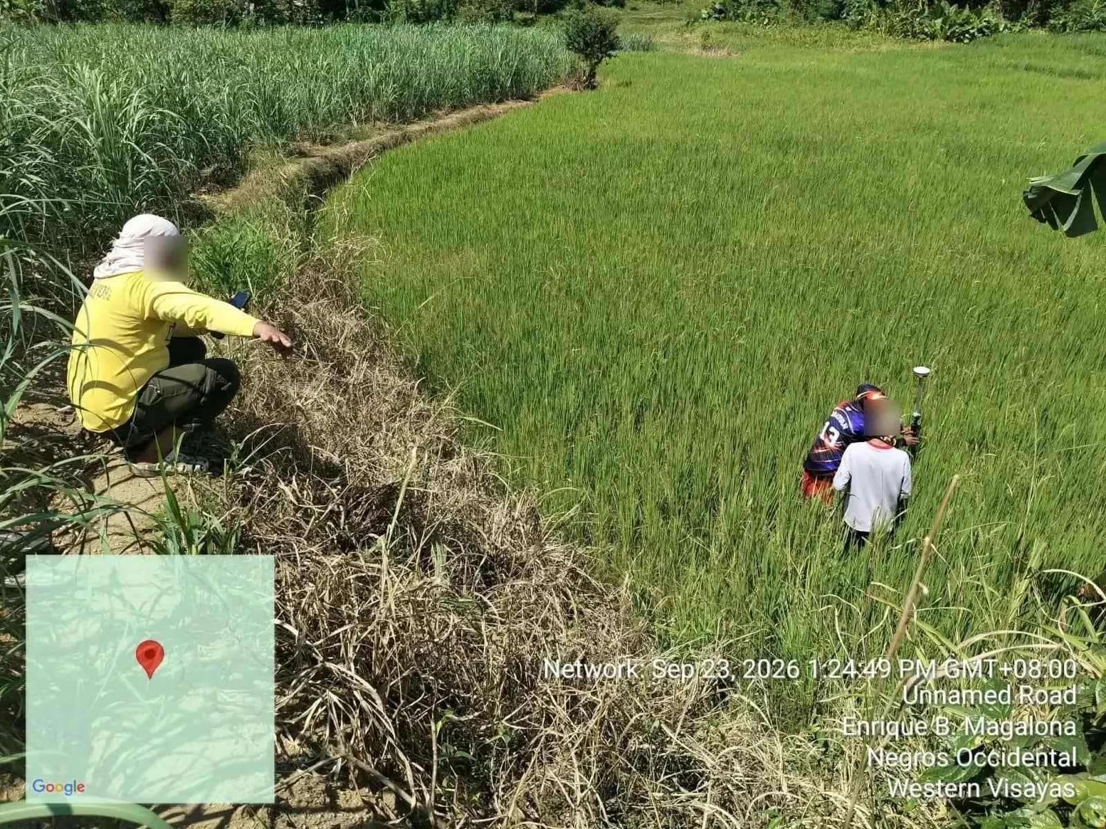 Crew working in a rice field while another person watches from the raised field edge