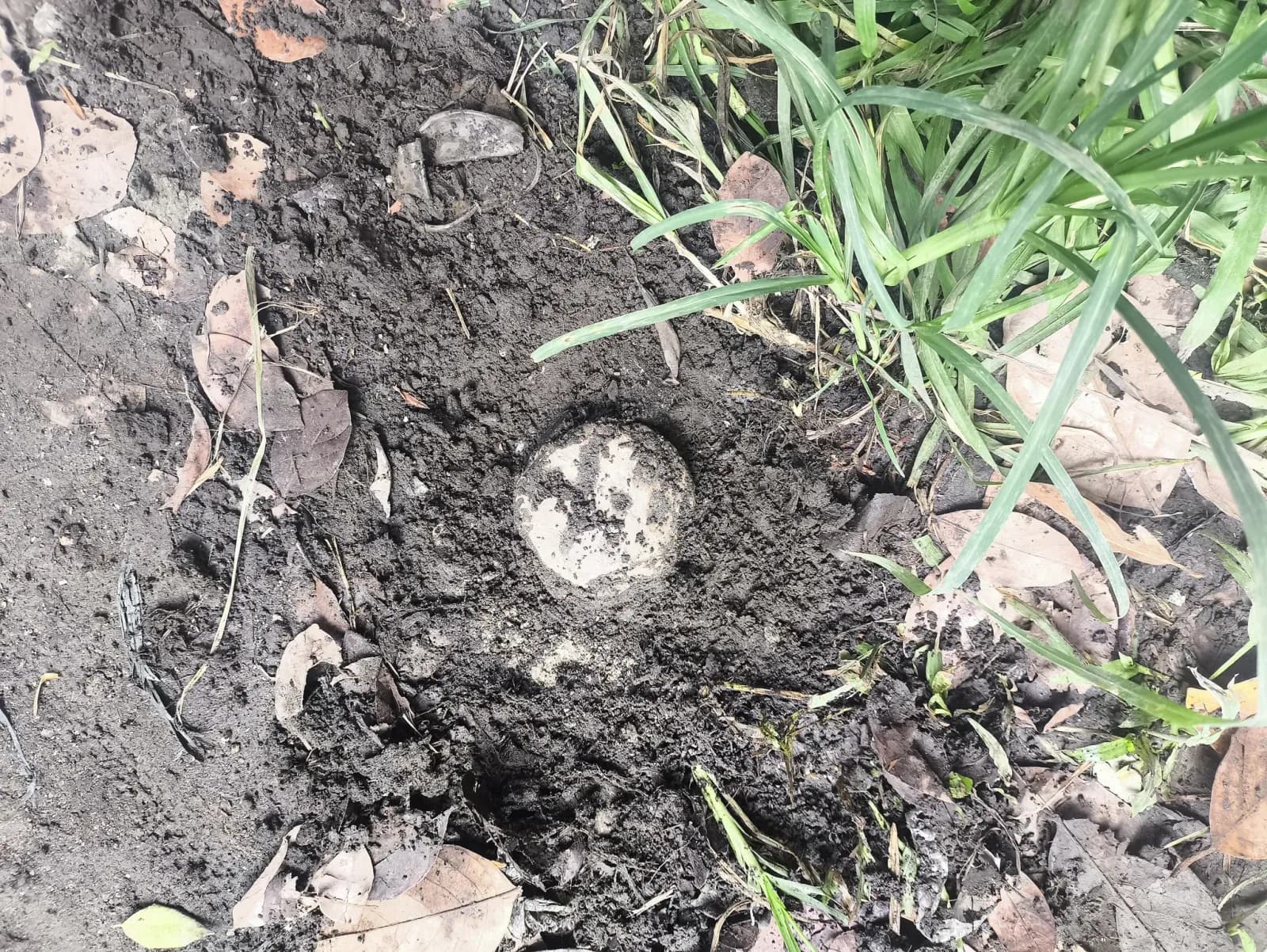 Round concrete survey monument exposed in loose soil beside grass and fallen leaves in Silay