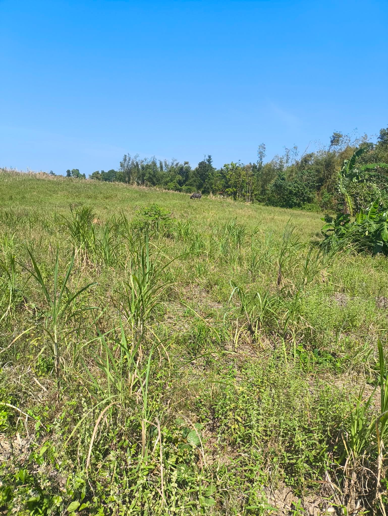 Green sugarcane farmland with a grazing carabao on a hill in Negros Occidental